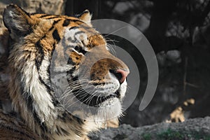 Portrait of Siberian Tiger, big cat photo